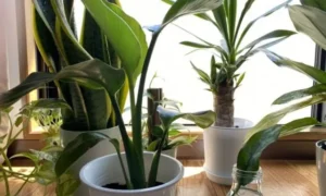 新芽が出ている観葉植物は買い時？元気な株と注意したい株の見分け方
