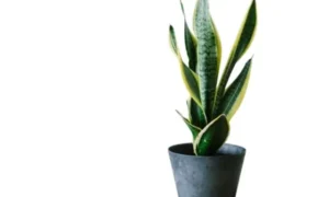 乾燥に強いサンスベリア｜水やりが苦手な人にも育てやすい人気の観葉植物