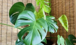 存在感のあるモンステラの葉｜インテリアにも映える育てやすい観葉植物