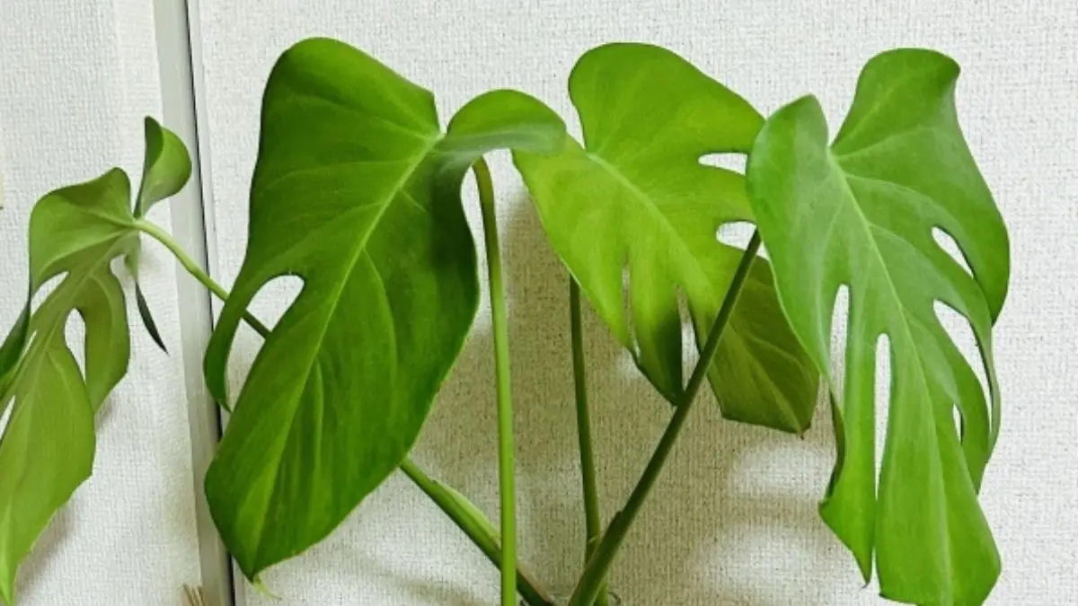 観葉植物の育て方や基本管理を学ぶ初心者向けガイドのモンステラ