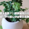 植え替え後に元気がなくなる原因や危険サインを解説する観葉植物の鉢植え