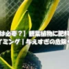 固形肥料が置かれたサンスベリアの鉢と葉の変化の様子