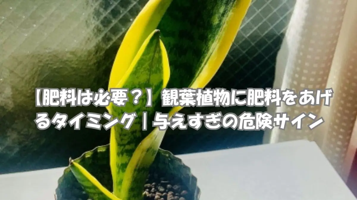 固形肥料が置かれたサンスベリアの鉢と葉の変化の様子