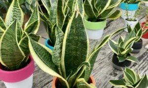 初心者向けの観葉植物として人気のサンスベリアが並ぶ様子。乾燥に強く水やりの失敗が少ない育てやすい観葉植物