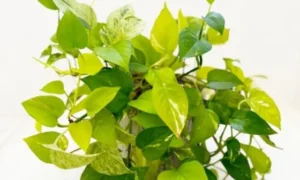 初心者向けの観葉植物ポトス。室内でも育てやすく小さい鉢から始められる人気のグリーン