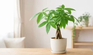 小型のパキラを室内で育てる様子。枯れにくくインテリアにも人気の初心者向け観葉植物