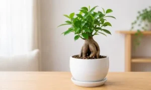初心者にも人気のガジュマルの鉢植え。コンパクトで枯れにくく室内で育てやすい観葉植物