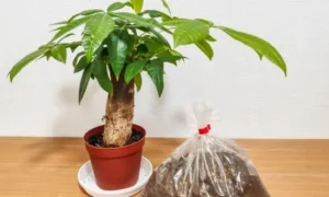 植え替え直後のパキラと新しい培養土を並べた様子