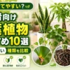 初心者でも育てやすい観葉植物を比較したイメージ。サンスベリアやパキラなど枯れにくい人気植物を紹介