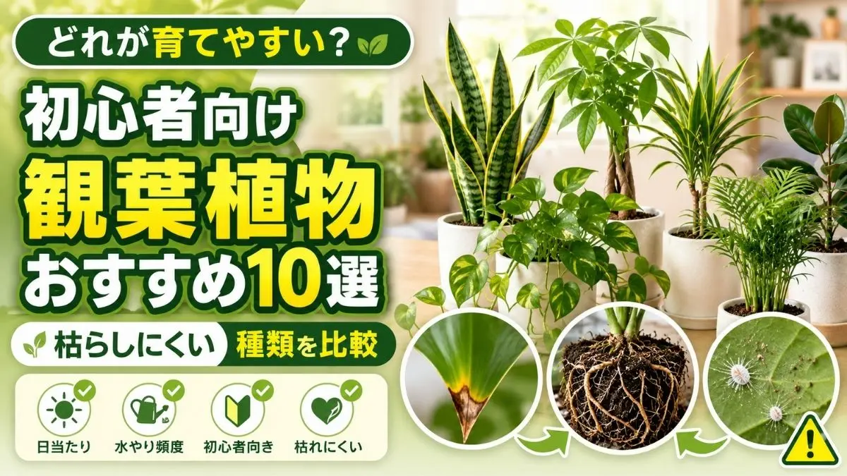 初心者でも育てやすい観葉植物を比較したイメージ。サンスベリアやパキラなど枯れにくい人気植物を紹介