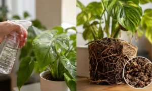 葉水をしている観葉植物と乾いた根鉢を比較。霧吹きだけでは根まで水が届かない様子を表現したイメージ