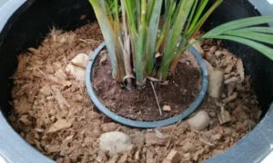 春から秋の成長期に肥料を与える観葉植物の鉢土の様子