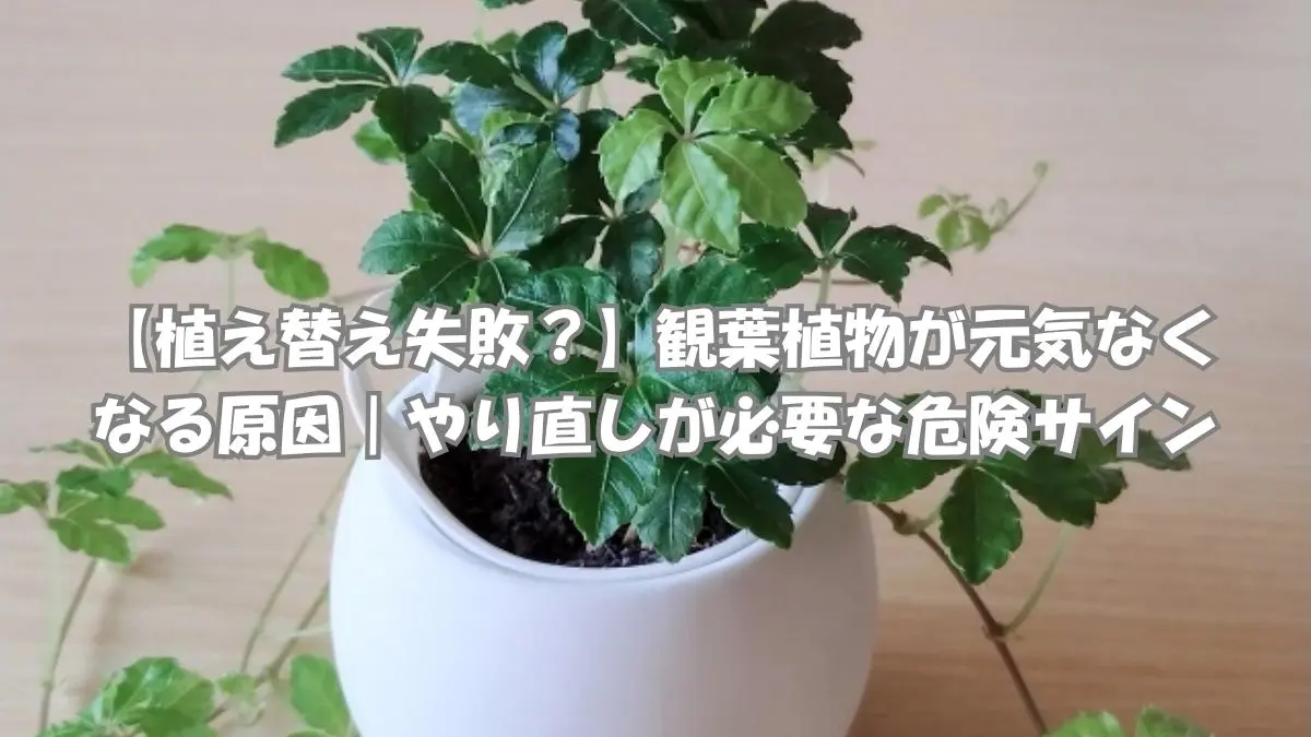 植え替え後に元気がなくなる原因や危険サインを解説する観葉植物の鉢植え