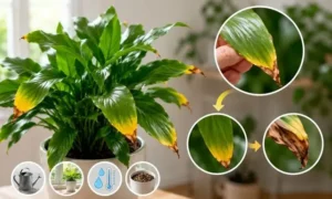 観葉植物の葉先が黄色から茶色へ変化する様子と枯れる前兆を示したイメージ