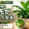 葉先が茶色くなった観葉植物と茶色く枯れる前兆の変化を比較した原因解説イメージ