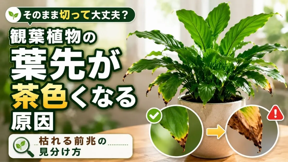 葉先が茶色くなった観葉植物と茶色く枯れる前兆の変化を比較した原因解説イメージ