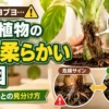 観葉植物の幹が柔らかくなる原因と健康な状態・腐り始めの状態を比較した診断イメージ