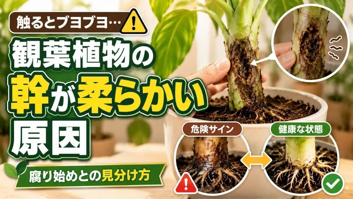 観葉植物の幹が柔らかくなる原因と健康な状態・腐り始めの状態を比較した診断イメージ