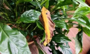 葉が黄色く枯れ始めた観葉植物の様子|水やりや置き場所の失敗で弱ったサイン