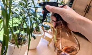 観葉植物に葉水をする様子|乾燥を防ぐ正しいお手入れ方法