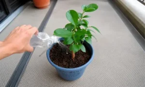 ガジュマルに水やりをする様子|植物ごとの適切な水やり頻度を知ることが大切