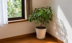 日当たりに合わない場所へ置かれた観葉植物|置き場所の失敗例