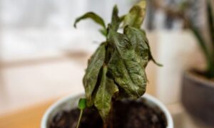 その場所大丈夫?観葉植物が弱る置き場所の危険サイン