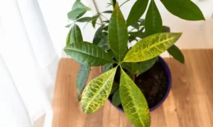 その場所危険かも?観葉植物が弱る置き場所の見分け方
