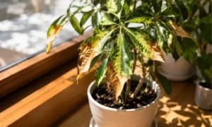 その窓際危険かも?観葉植物の葉焼けサインを見逃さないで