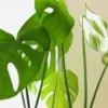 明るい窓辺で元気に育つモンステラ｜観葉植物に適した置き場所の例