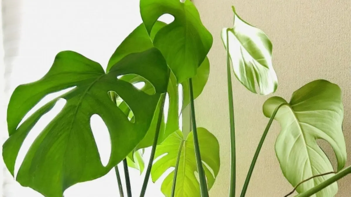 明るい窓辺で元気に育つモンステラ｜観葉植物に適した置き場所の例