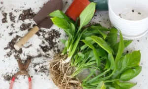 観葉植物を植え替えるために鉢から抜いた根と土、園芸用スコップやハサミを並べた様子