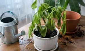 植え替え後に水を与えすぎて葉がしおれた観葉植物とジョウロ、濡れた土の様子