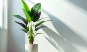 観葉植物の成長が止まる原因になる根詰まりのサインを確認する鉢植え
