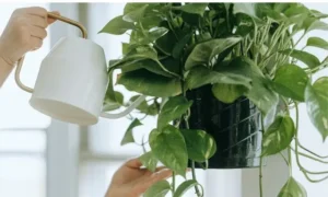 小さすぎる鉢で育つ観葉植物と根詰まりによる水切れリスクのイメージ
