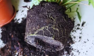 鉢の中で根がいっぱいになり植え替え時期を迎えた観葉植物の根鉢