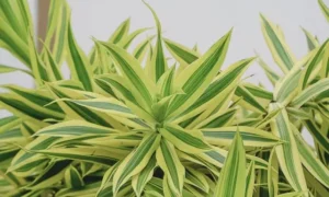 新芽が出ず葉色が悪くなった観葉植物と根のトラブルを示すイメージ