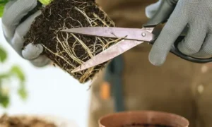 観葉植物の根を剪定して同じ鉢で育て続けるための根切り作業