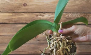 絡み合った観葉植物の根をほぐして根詰まりを解消する作業の様子