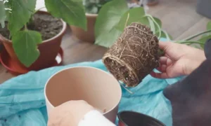 植え替え後の観葉植物を新しい鉢へ移し回復管理を始める様子
