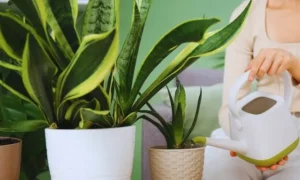観葉植物に水を与える女性｜水やりの頻度や量が多すぎて土が乾かない状態のイメージ