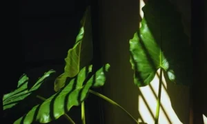 室内の観葉植物を窓際で管理している様子｜日当たり不足や風通しの悪さで土が乾きにくくなる環境のイメージ