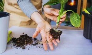 観葉植物の根を確認している様子｜排水性の悪い土が根腐れを引き起こす原因をチェックしている場面