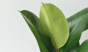 観葉植物の葉が黄緑色に変色している様子｜根腐れ初期症状による黄変やしおれを確認するイメージ