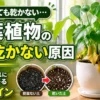 観葉植物の黄葉と根腐れした根の様子｜土が乾かない時に確認したい危険サイン