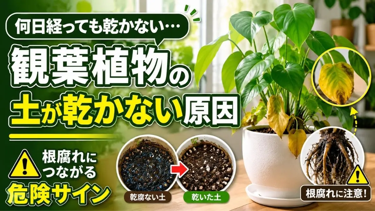 観葉植物の黄葉と根腐れした根の様子｜土が乾かない時に確認したい危険サイン