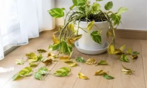 冬の窓際で葉が落ち続けるポトス|観葉植物が弱る原因を示す症状