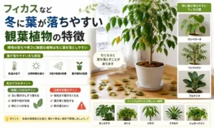 冬に葉が落ちやすいフィカス類の特徴を解説する図解|ウンベラータ・ベンジャミン・アルテシマの比較