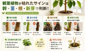 観葉植物が枯れたか見分けるポイントを解説する図解|幹・茎・根・新芽の状態を比較