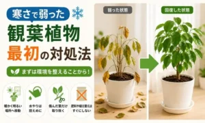 冬の葉落ち後に避けたいNG行動を解説する図解|水やり・肥料・植え替えの注意点